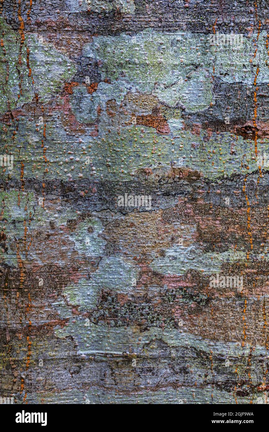États-Unis, État de Washington, réserve naturelle de Guillemot Cove. Motif de lichens sur le tronc de l'aulne. Crédit : Don Paulson / Galerie Jaynes / DanitaDelimon Banque D'Images