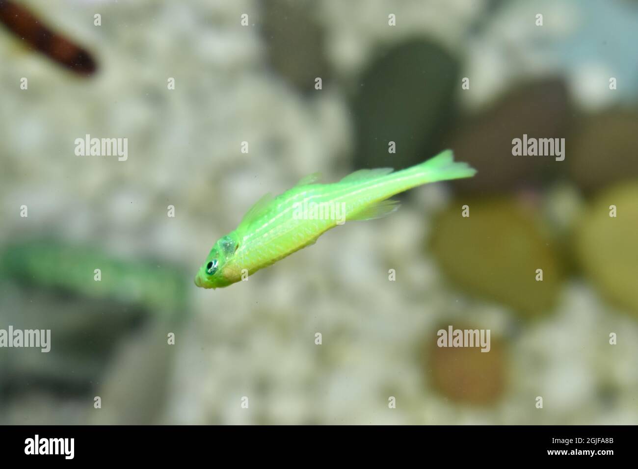 Le poisson vert zébra dorio est mort en raison d'un abdomen mince. Mort petit poisson. Abus d'animaux. Banque D'Images