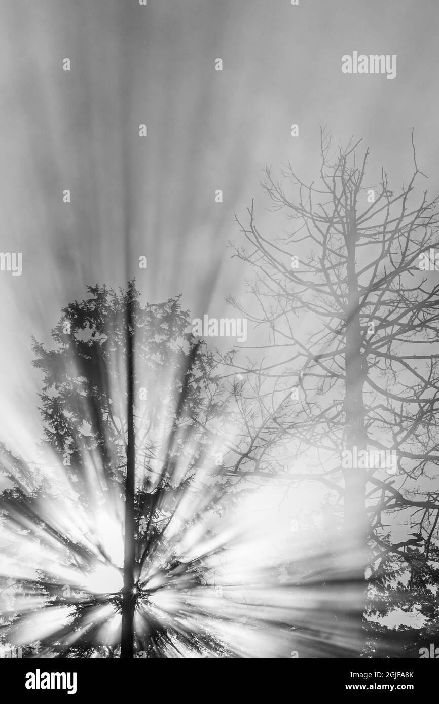 États-Unis, État de Washington, Seabeck. Le noir et blanc du soleil se diffuse dans le brouillard matinal et l'arbre. Banque D'Images