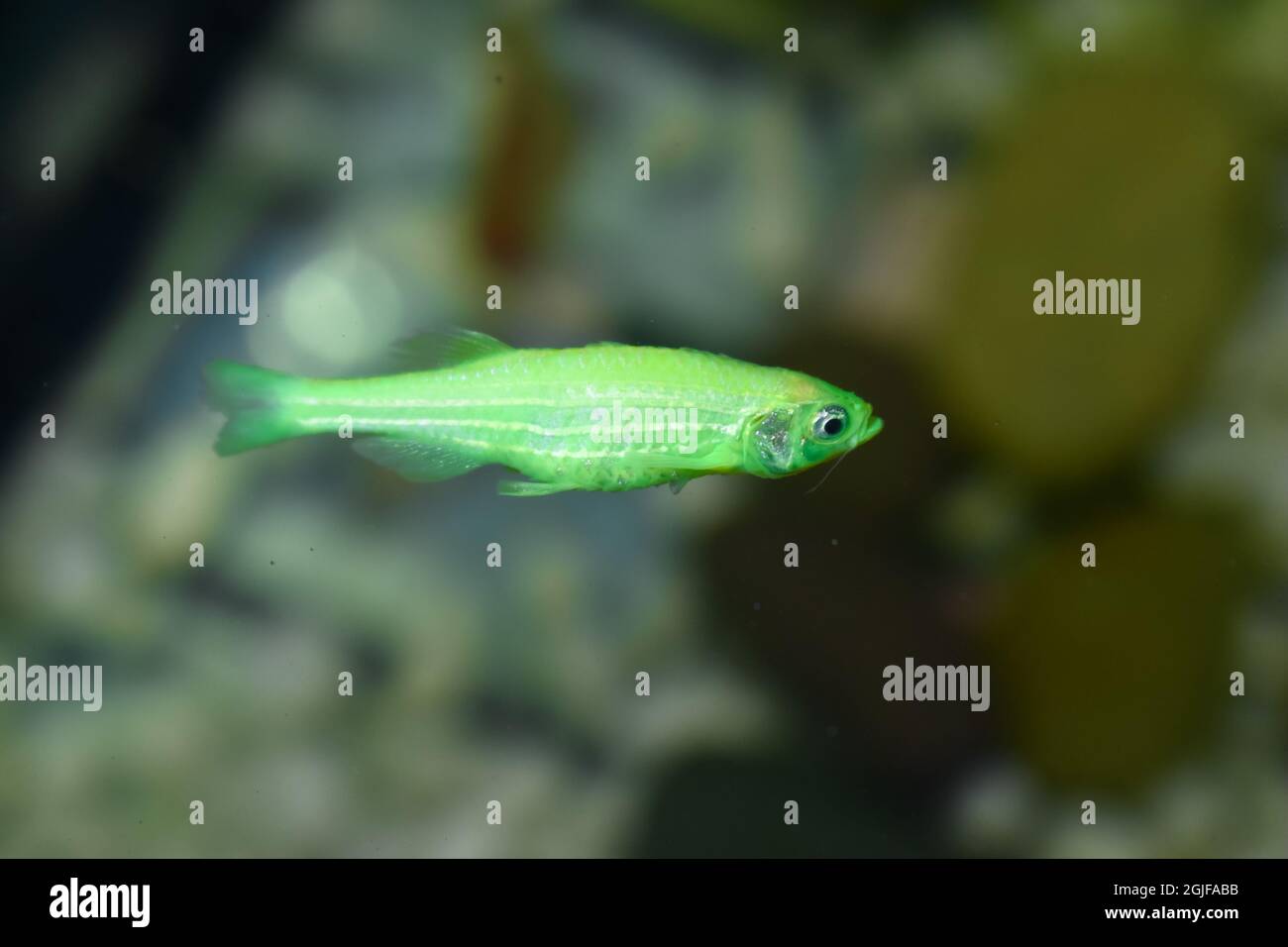 Le poisson vert zébra dorio est mort en raison d'un abdomen mince. Petits poissons d'aquarium morts. Abus d'animaux. Banque D'Images