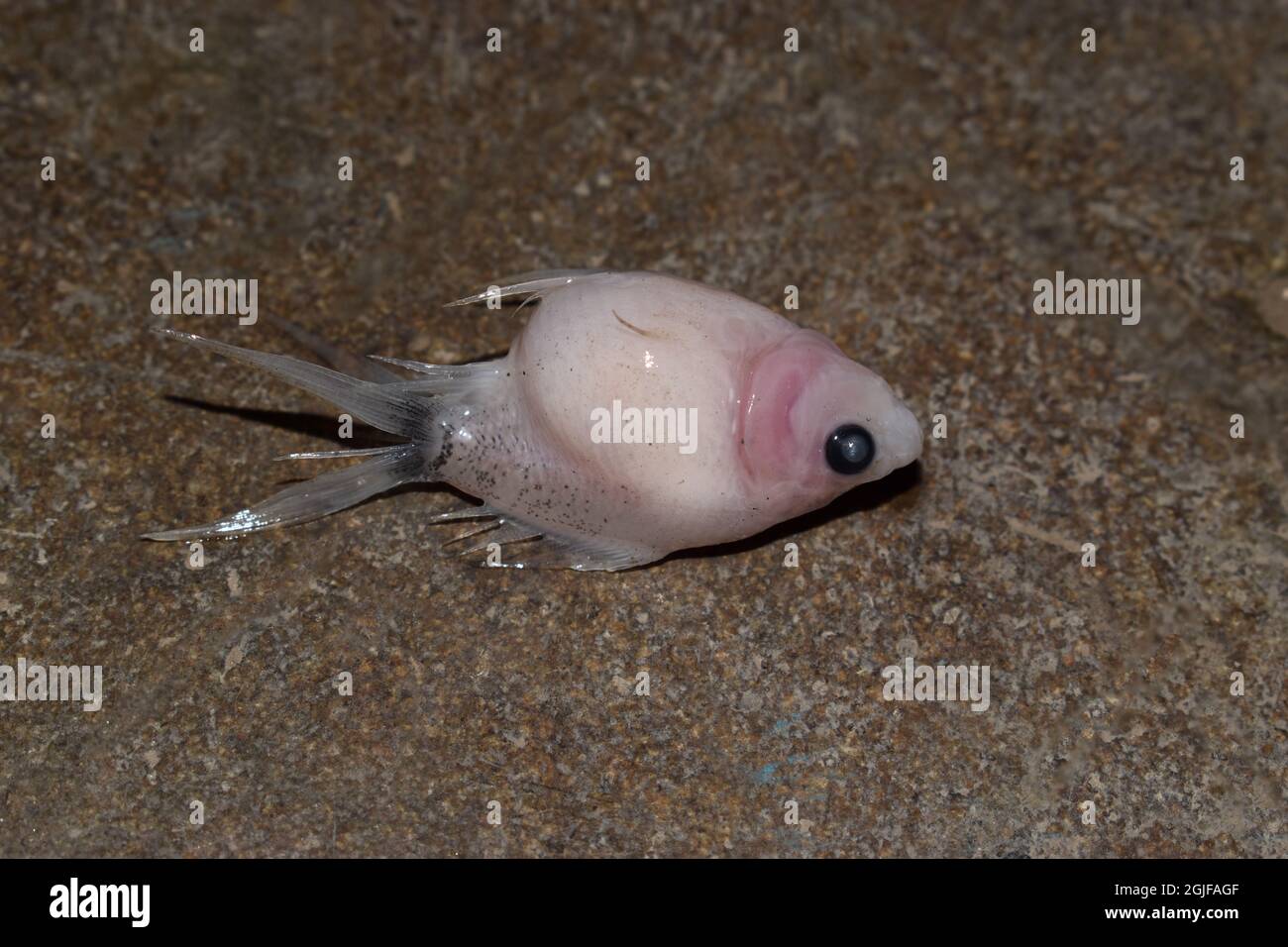 Le Poisson Rouge De L Echelle De La Perle De Bebe Est Mort En Raison De L Enflure De L Abdomen Petits Poissons D Aquarium Morts Abus D Animaux Photo Stock Alamy