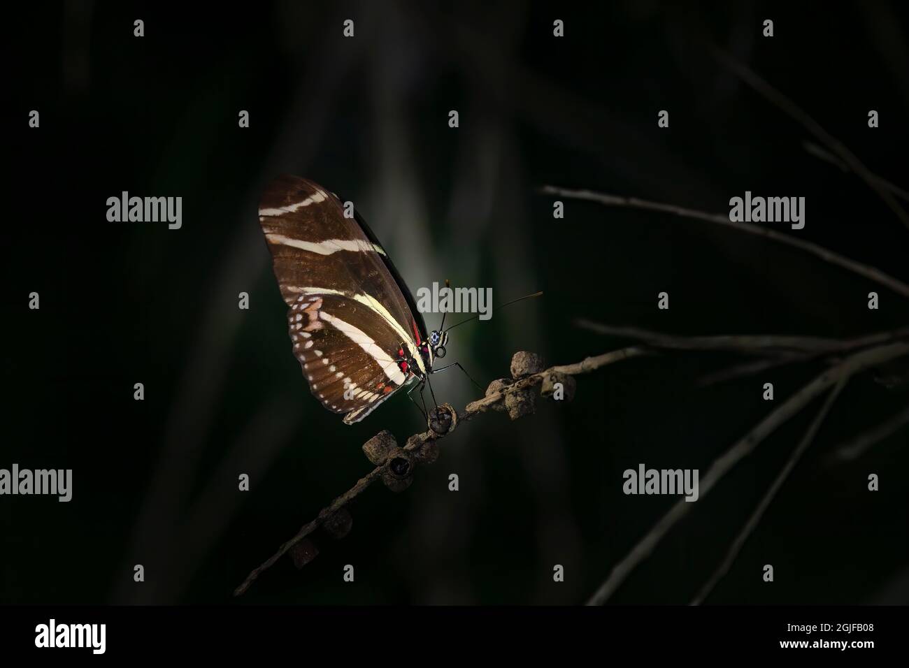 Un papillon Zebra Longwing atterrit sur une petite branche dans un jardin tropical dans le sud de la Floride. Banque D'Images Un papillon Zebra Longwing atterrit sur une petite branche dans un jardin tropical dans le sud de la Floride. Banque D'Images