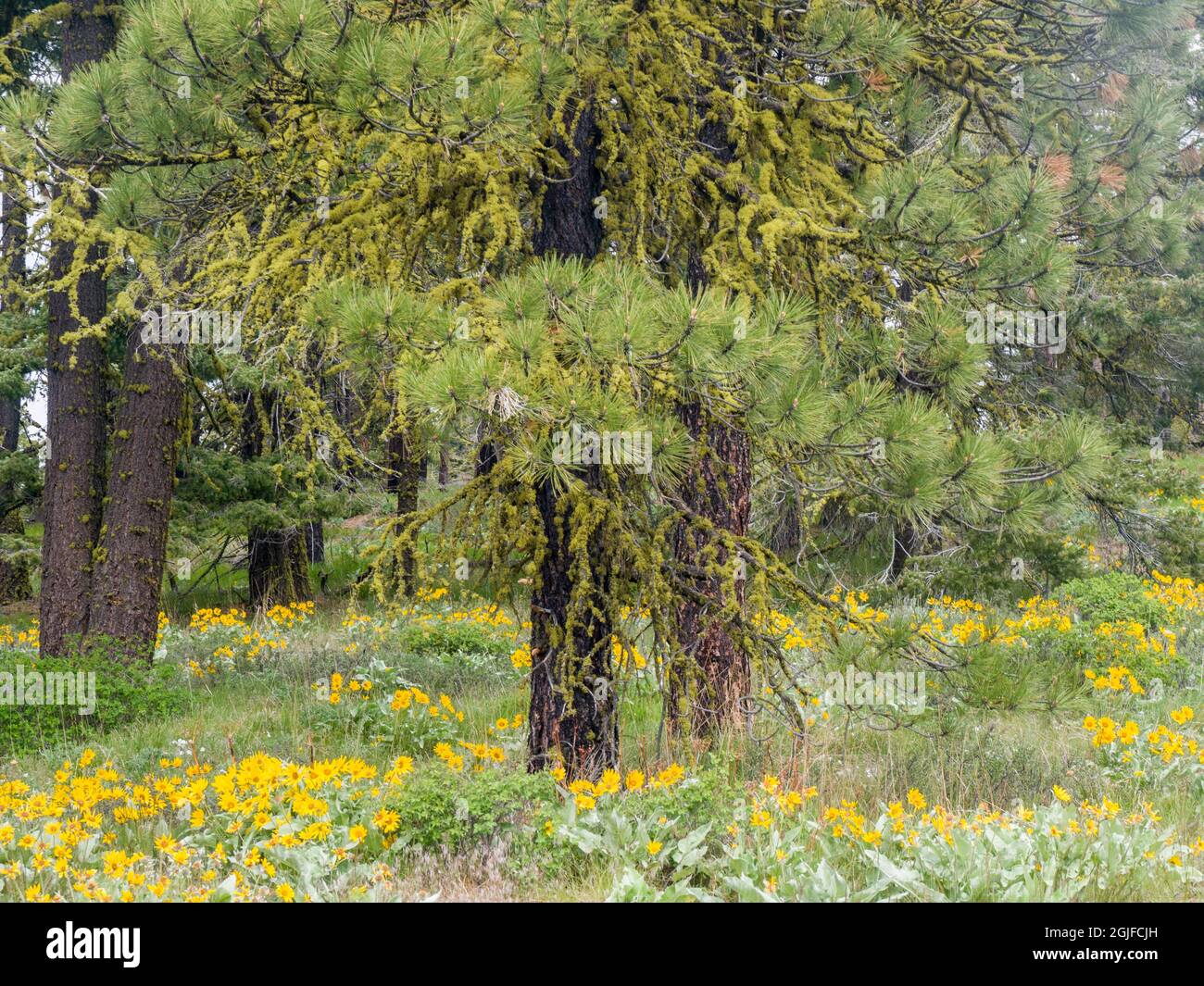 Fleurs sauvages à la base d'un pin de Ponderosa. Banque D'Images