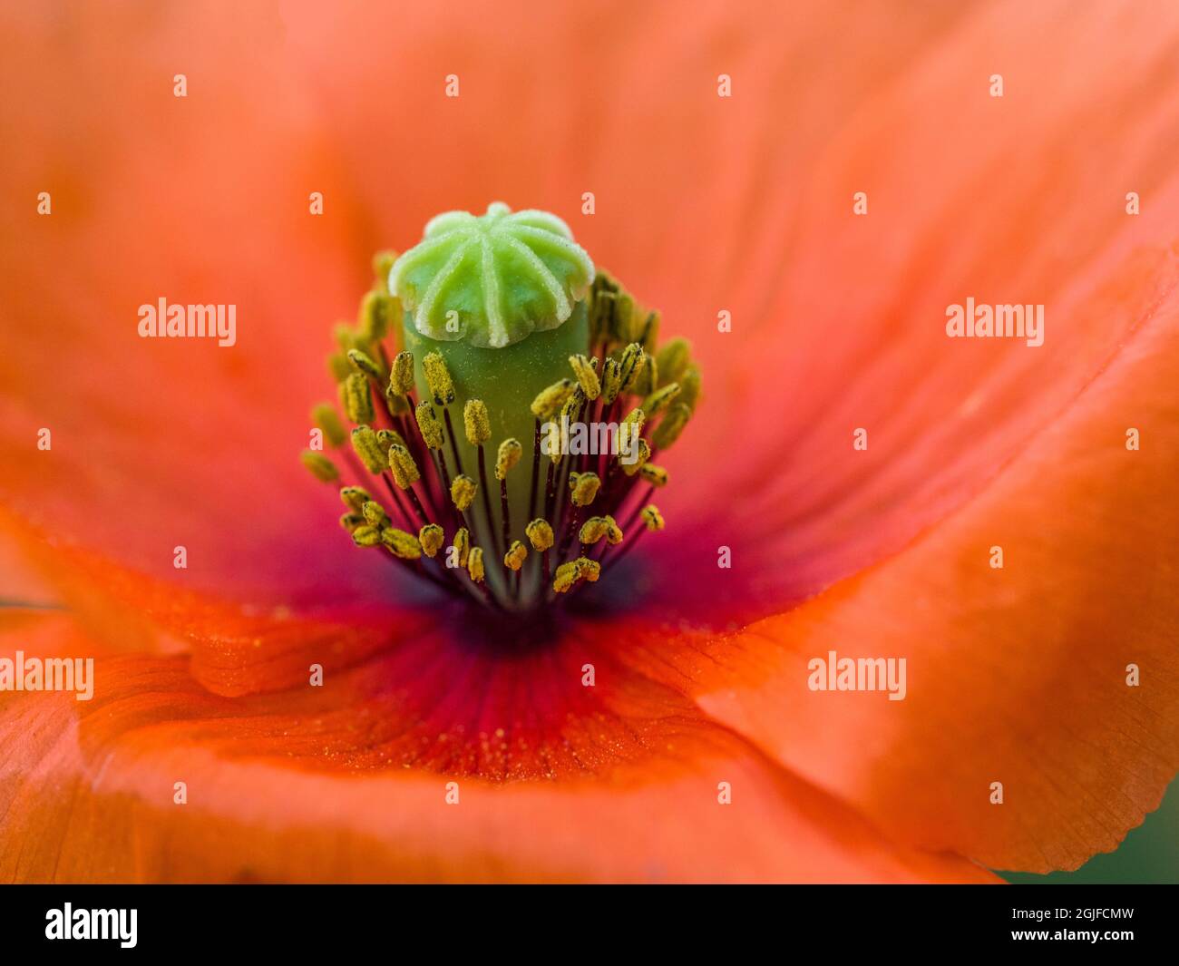 Gros plan de la fleur de pavot. Banque D'Images