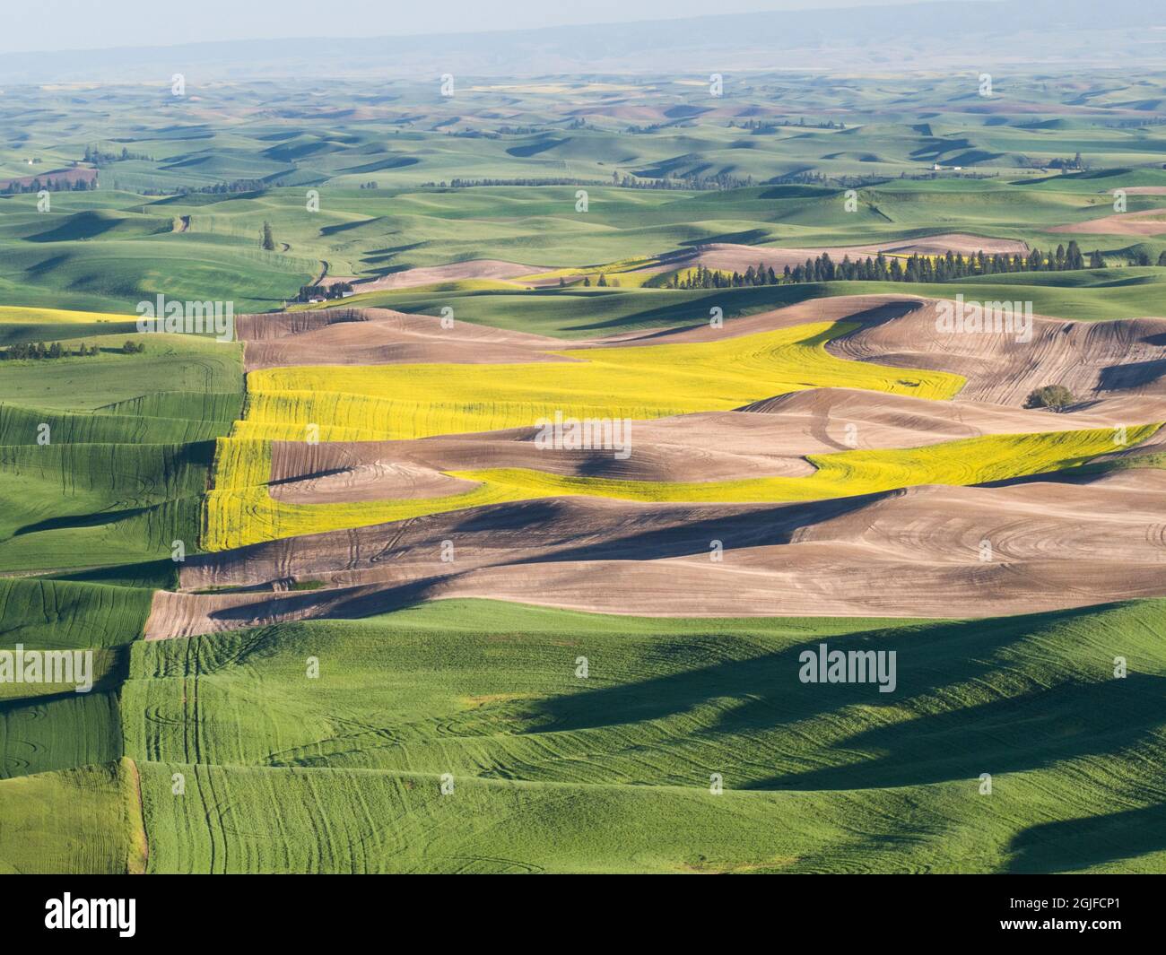 Les collines printanières des champs de wheatfields, vues depuis le parc régional de Steptep Butte. Banque D'Images