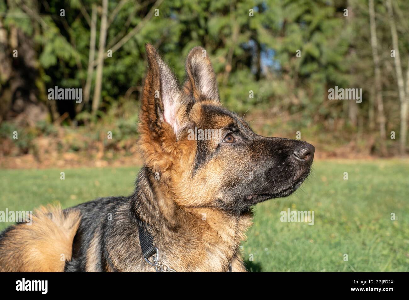 Chiot Berger allemand de quatre mois exécutant une commande de « mort » et de « mort ». (PR) Banque D'Images