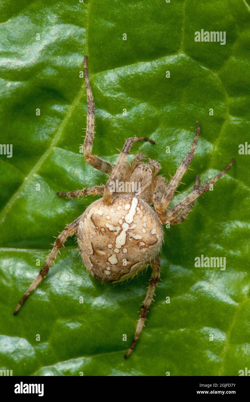 Issaquah, Washington, États-Unis. Croisillon ou araignée de jardin sur la feuille de Chard suisse. Il se caractérise par des marques blanches disposées sous forme de croix sur le TH Banque D'Images