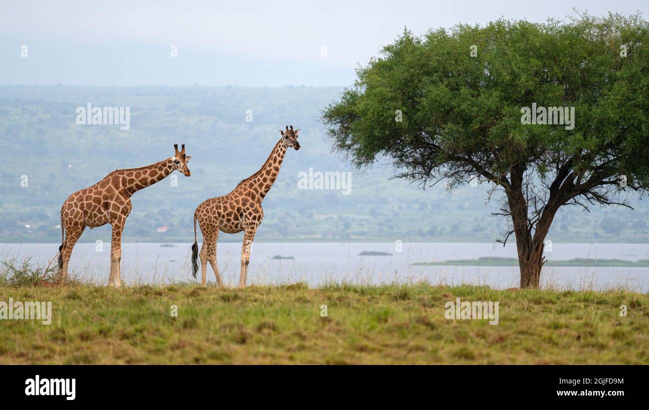 Baringo Giraffe (Giraffa camelopardalis), Parcs nationaux de l'Ouganda Banque D'Images