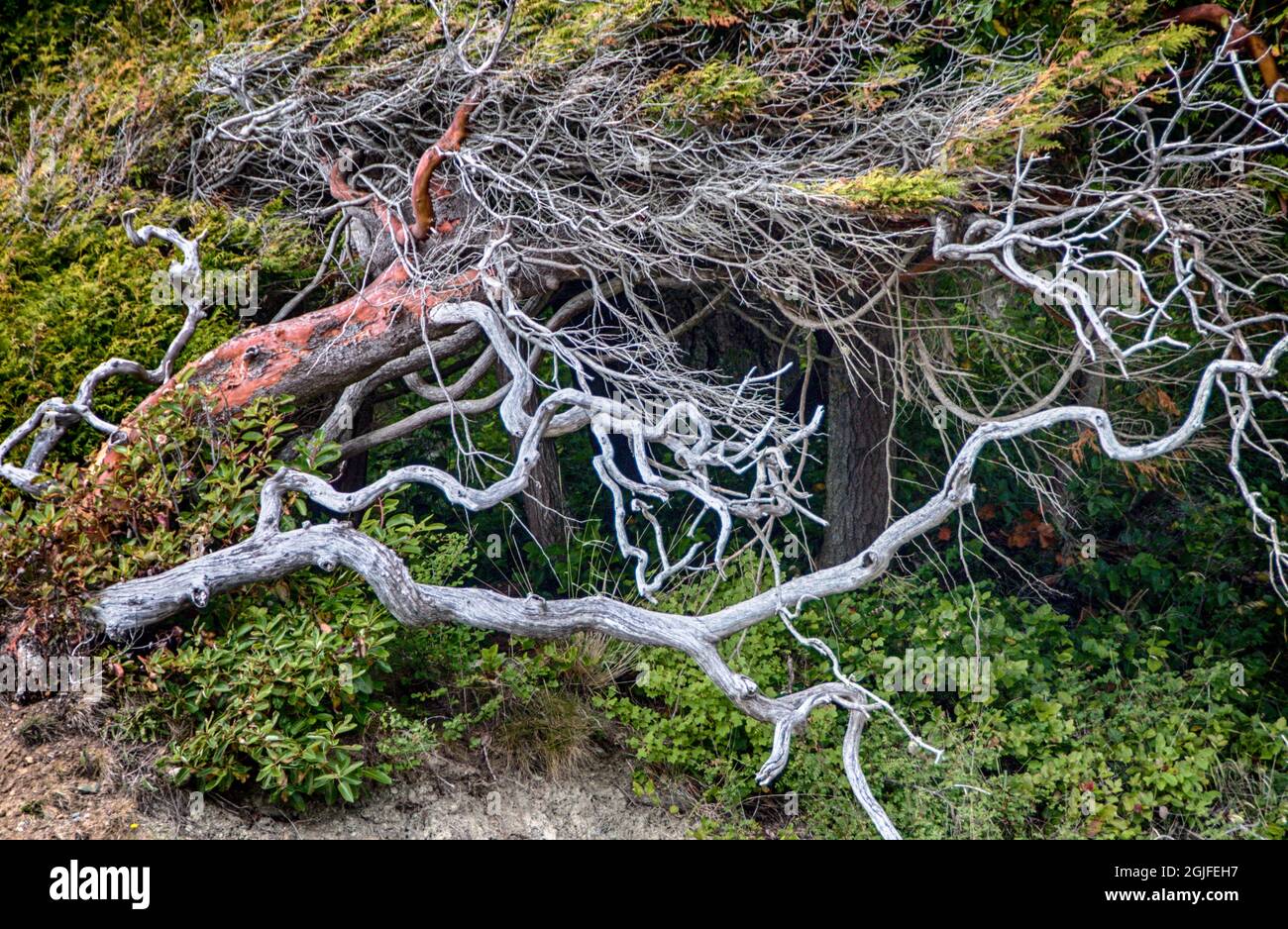 Snag de madrone, aire de loisirs de Salt Creek, comté de Clalam, État de Washington Banque D'Images