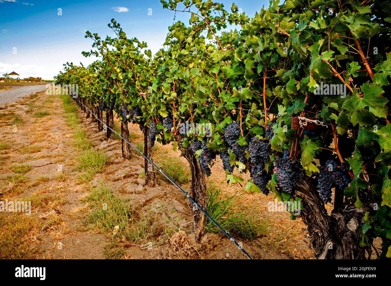 États-Unis, État de Washington, Red Mountain. Cabernet Sauvignon dans le vignoble de la vallée de Yakima. Banque D'Images