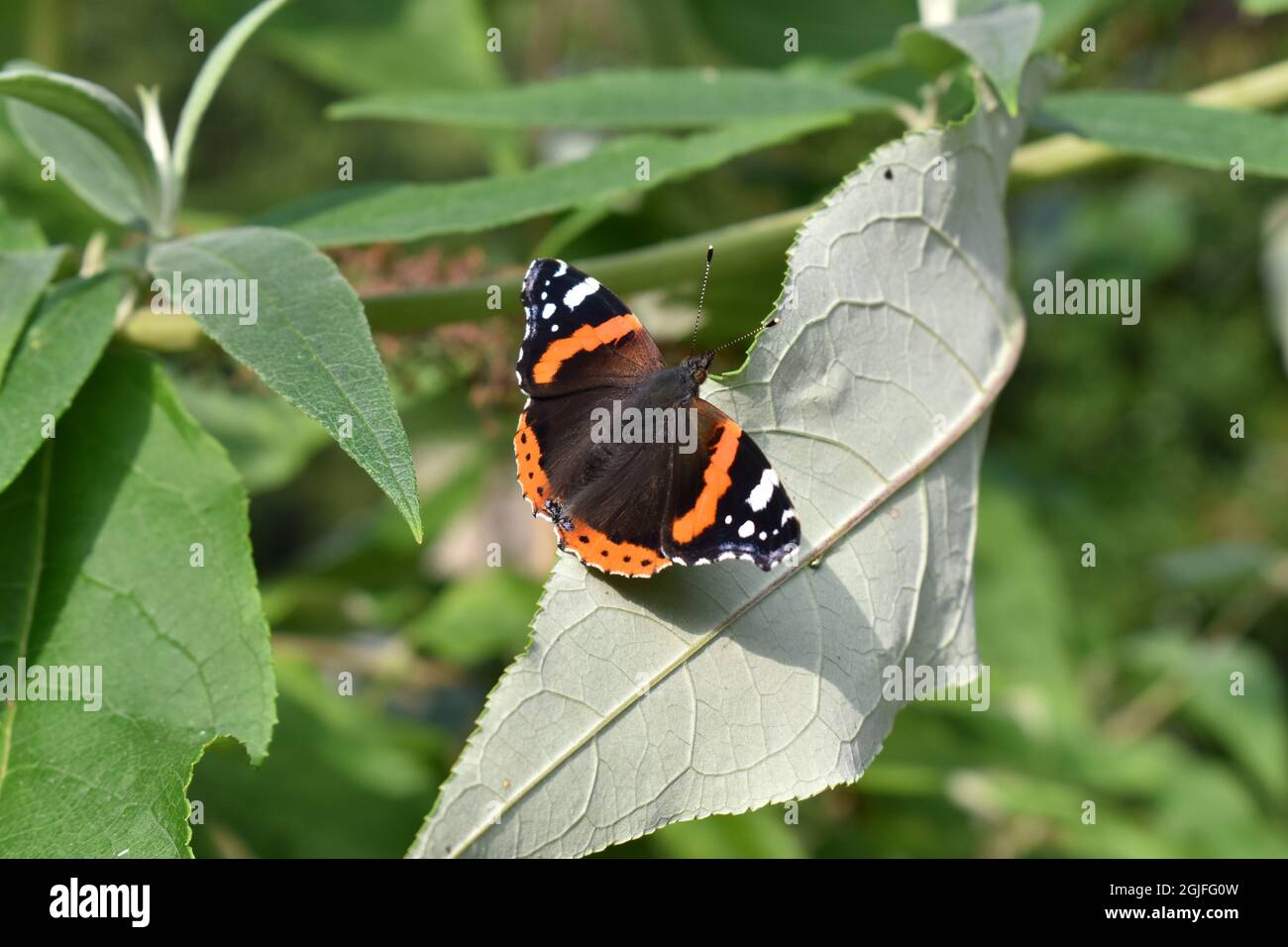 Papillon amiral rouge Banque D'Images