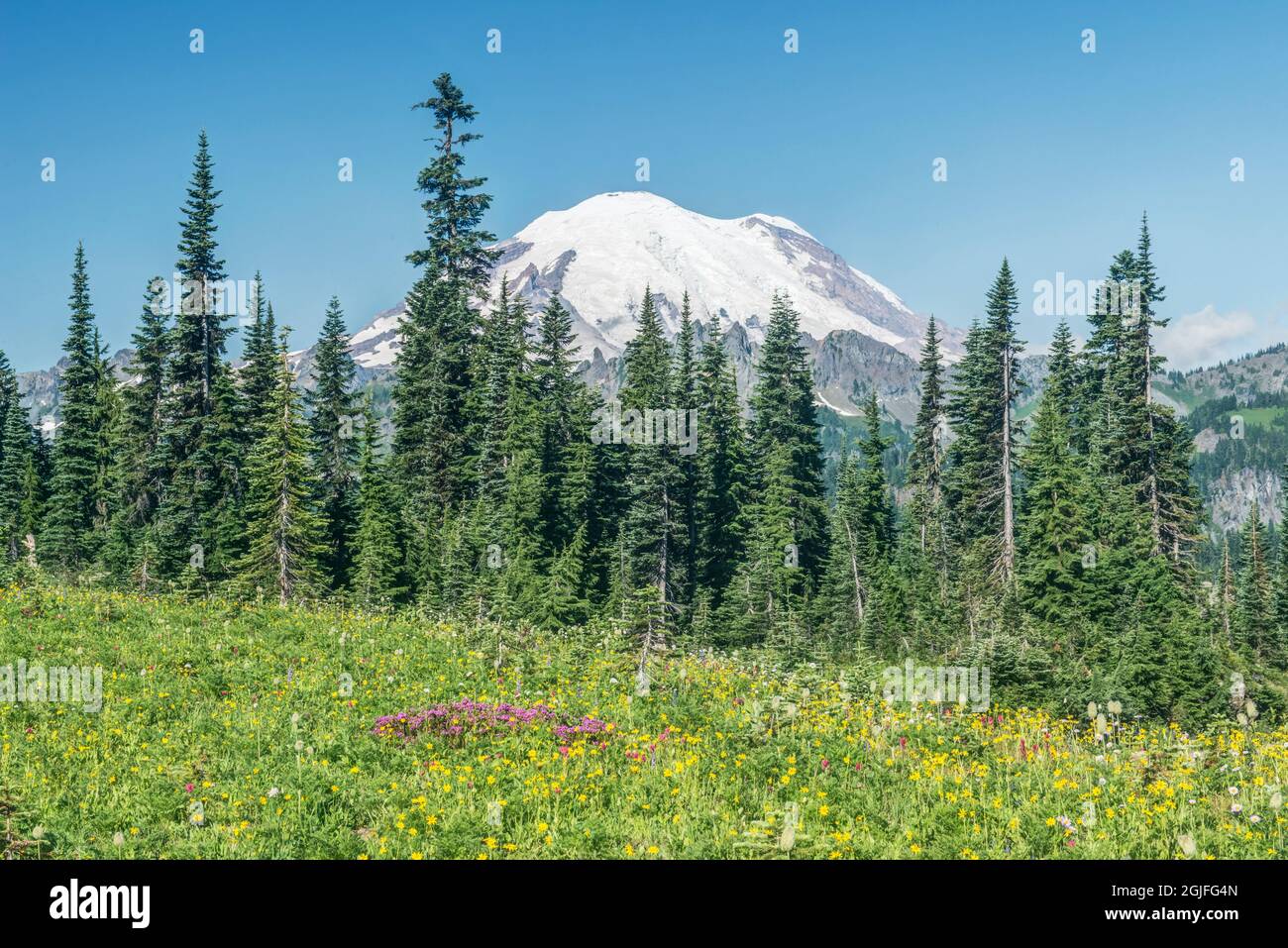 Etat de Washington, Mt. Parc national de Rainier, Wildflowers et Mt. Rainier Banque D'Images