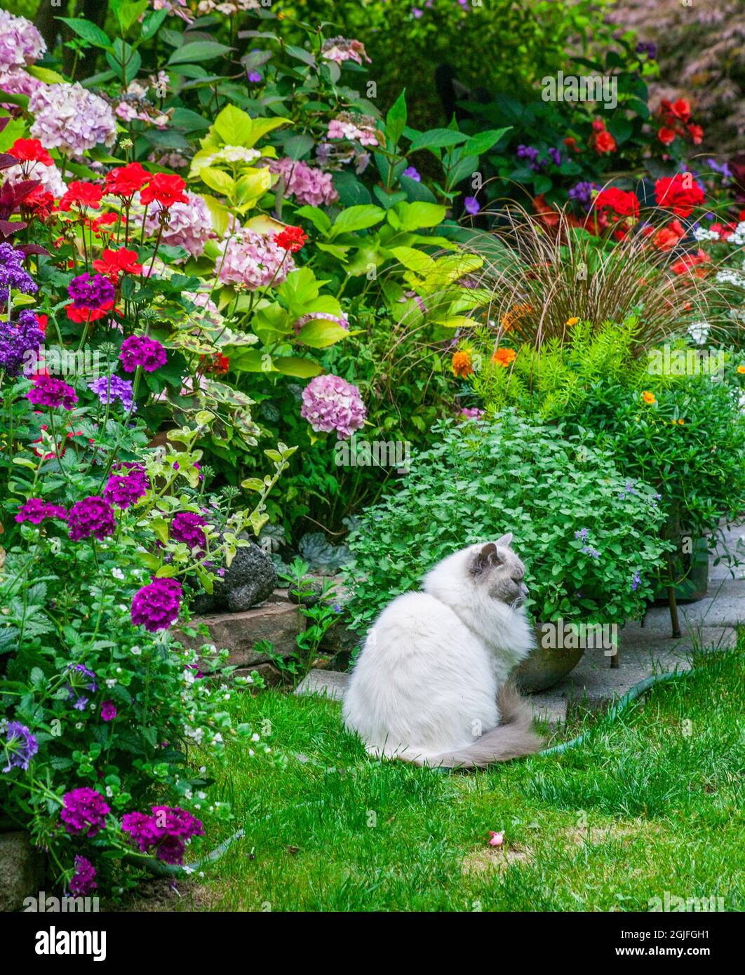 États-Unis, État de Washington, Sammamish, jardin du Nord-Ouest en pleine floraison avec Rag Doll Cat Banque D'Images