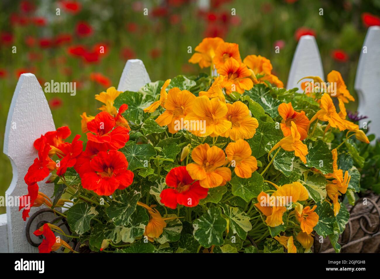 États-Unis, État de Washington, Sequim, naturtiums fleuris au début de l'été avec barrière de piquetage blanche. Banque D'Images