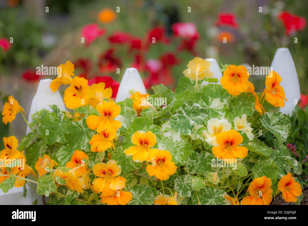 États-Unis, État de Washington, Sequim, nasturtium en fleurs au début de l'été et barrière de piquetage blanche. Banque D'Images