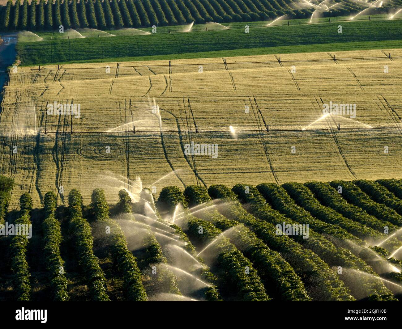 Image infrarouge des vignobles et des récoltes pendant l'arrosage. (PR) Banque D'Images