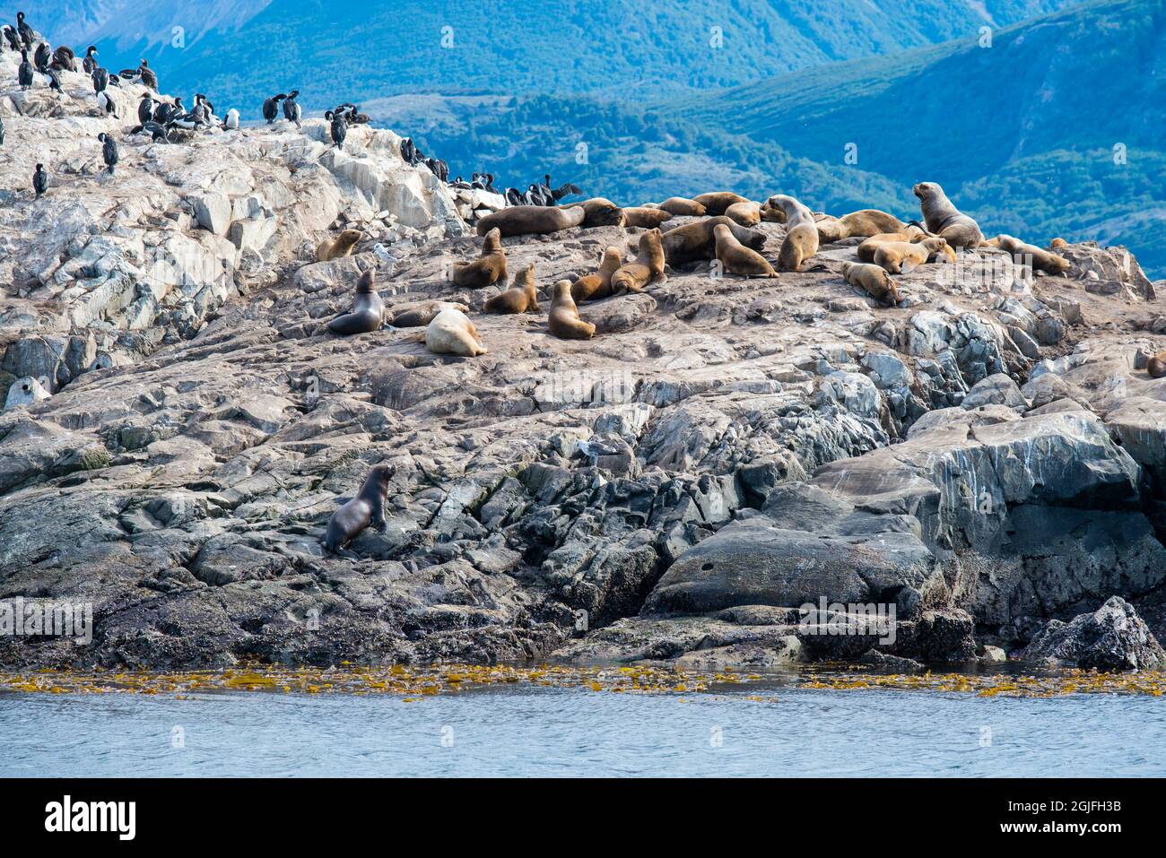 Île aux lions de mer à Ushuaia, Argentine, Patagonie, pays de feu Banque D'Images