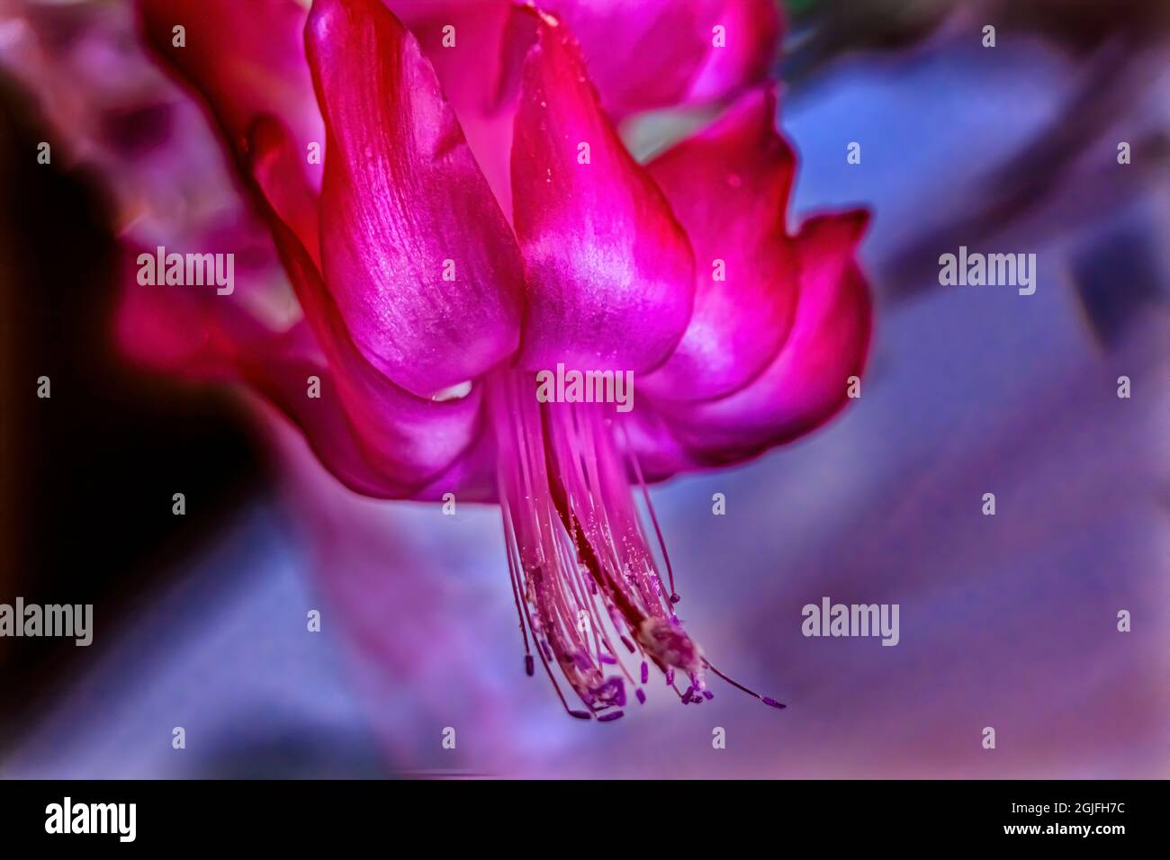 Fleurs de cactus de Noël roses. Originaire du Brésil. Banque D'Images