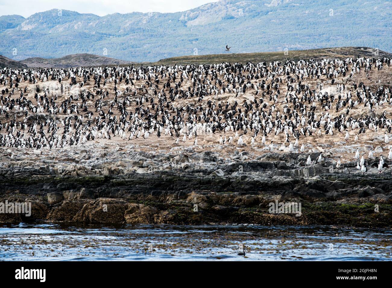 Cormorans (oiseaux de mer) à Ushuaia, Argentine, Patagonie, pays de feu Banque D'Images