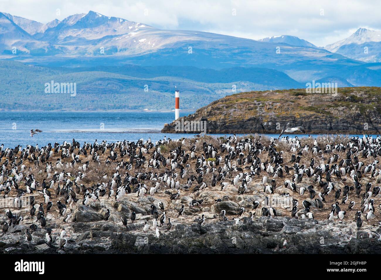 Cormorans (oiseaux de mer) à Ushuaia, Argentine, Patagonie, pays de feu Banque D'Images