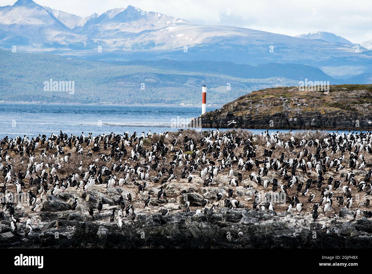 Cormorans (oiseaux de mer) à Ushuaia, Argentine, Patagonie, pays de feu Banque D'Images
