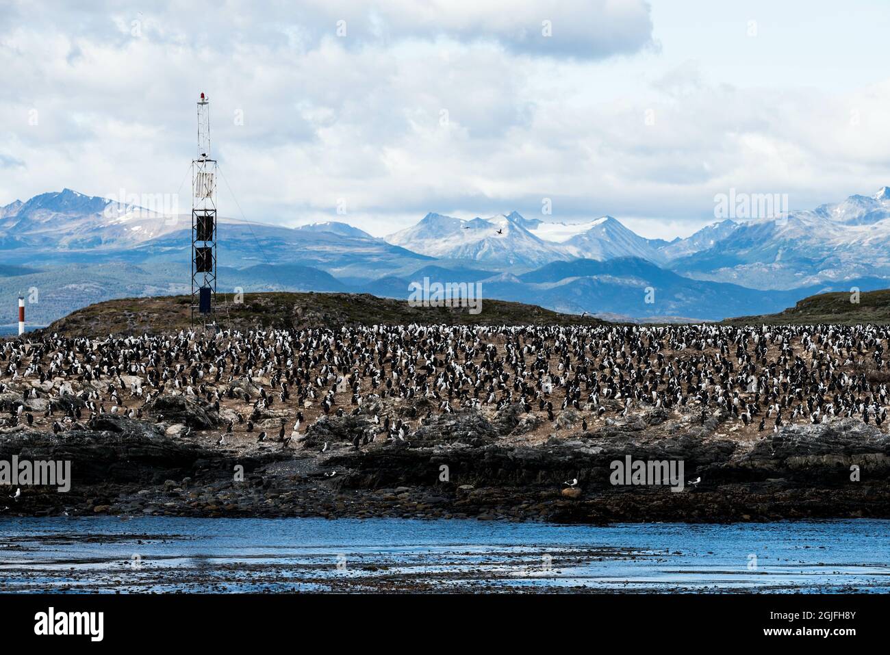 Cormorans (oiseaux de mer) à Ushuaia, Argentine, Patagonie, pays de feu Banque D'Images