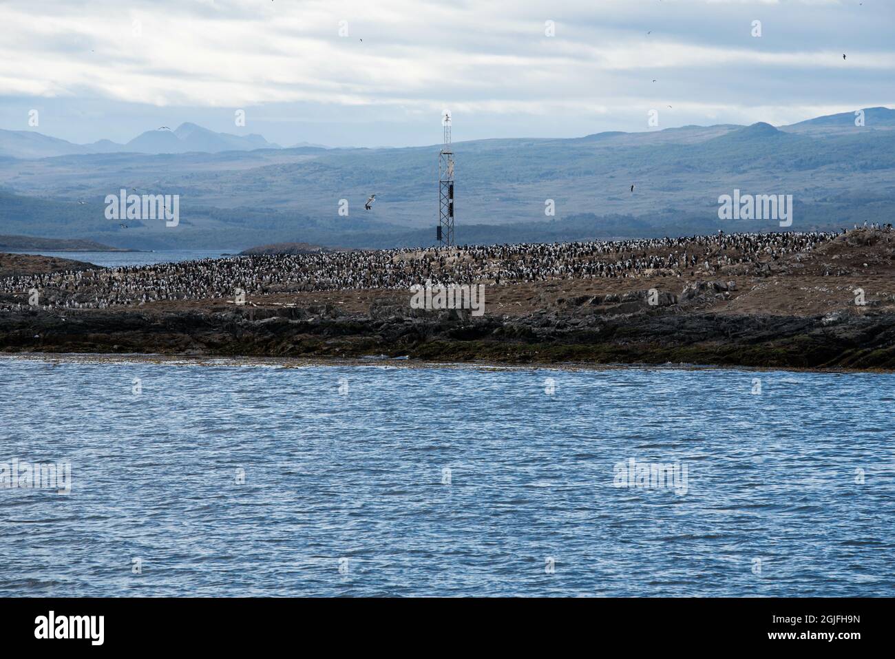 Cormorans (oiseaux de mer) à Ushuaia, Argentine, Patagonie, pays de feu Banque D'Images