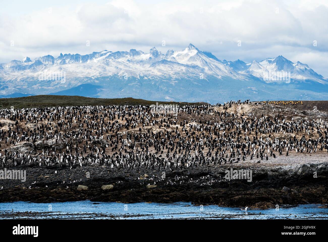Cormorans (oiseaux de mer) à Ushuaia, Argentine, Patagonie, pays de feu Banque D'Images