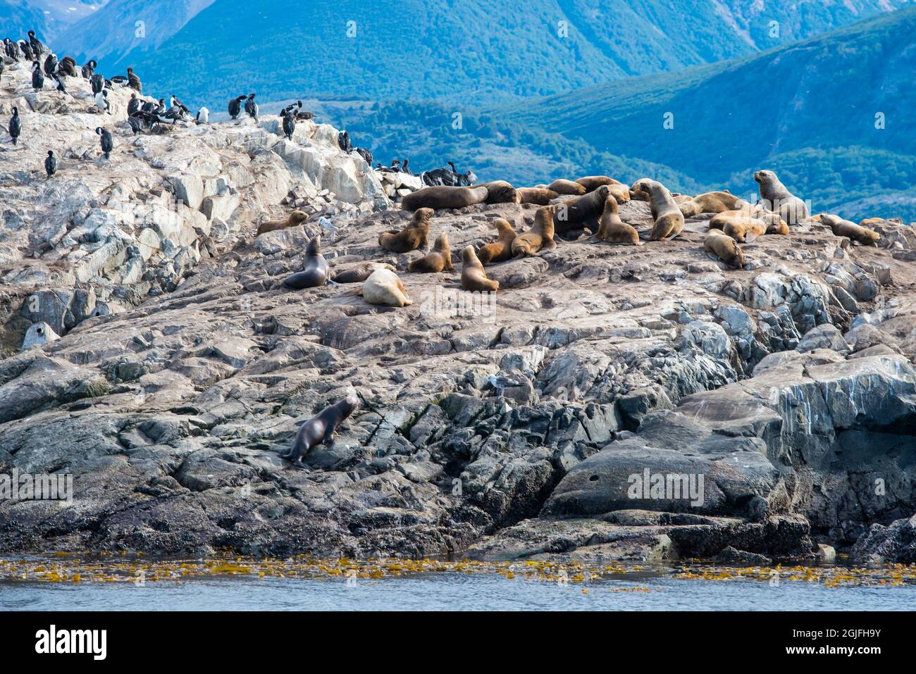 Île aux lions de mer à Ushuaia, Argentine, Patagonie, pays de feu Banque D'Images