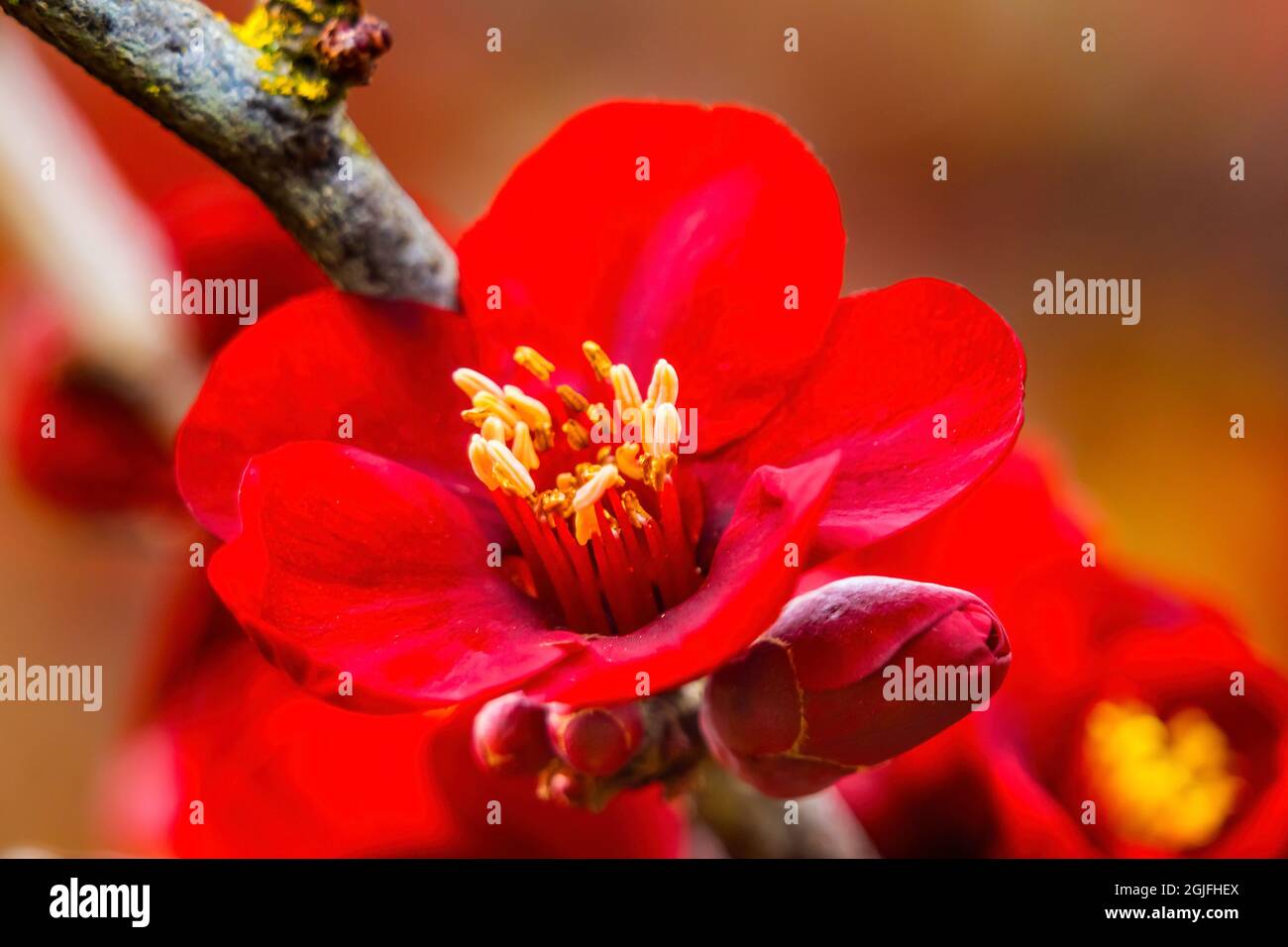 Atsuya Hamada Quince Blossom Floraison, Bellevue, État de Washington. Banque D'Images