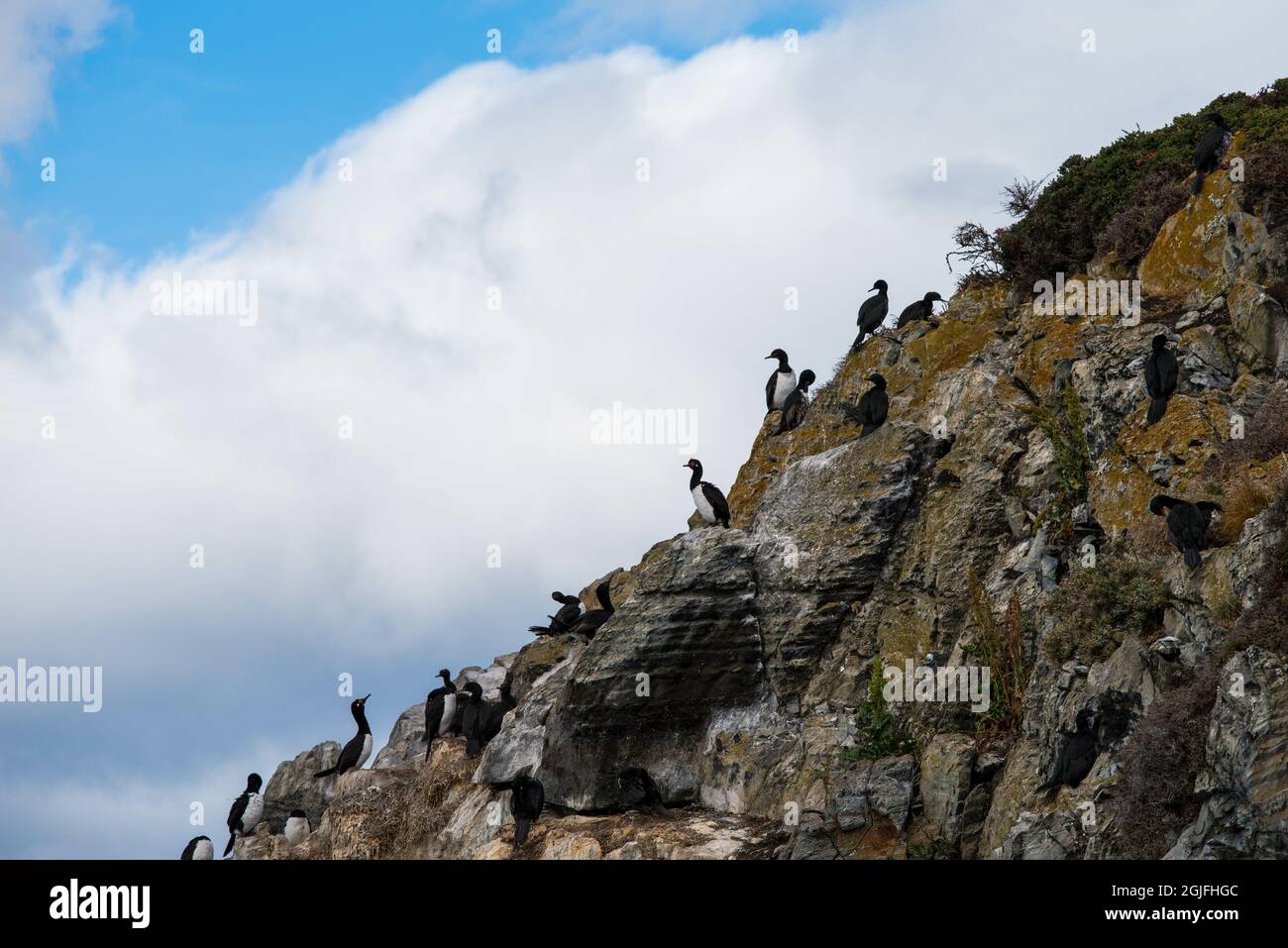 Cormorans (oiseaux de mer) à Ushuaia, Argentine, Patagonie, pays de feu Banque D'Images
