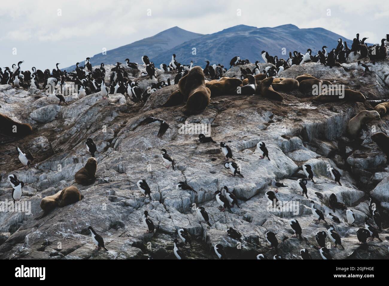 Île aux lions de mer à Ushuaia, Argentine, Patagonie, pays de feu Banque D'Images