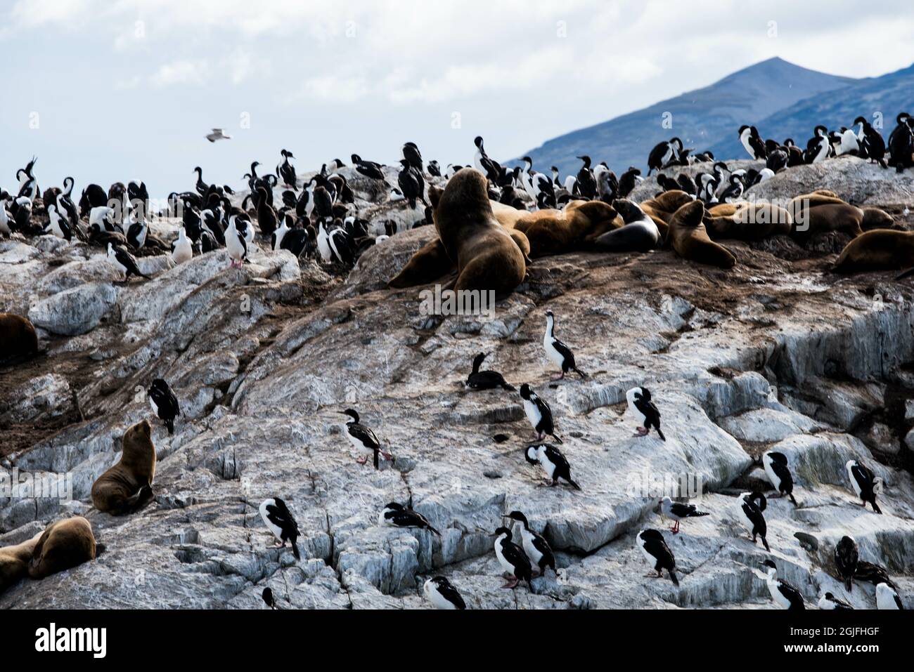 Île aux lions de mer à Ushuaia, Argentine, Patagonie, pays de feu Banque D'Images