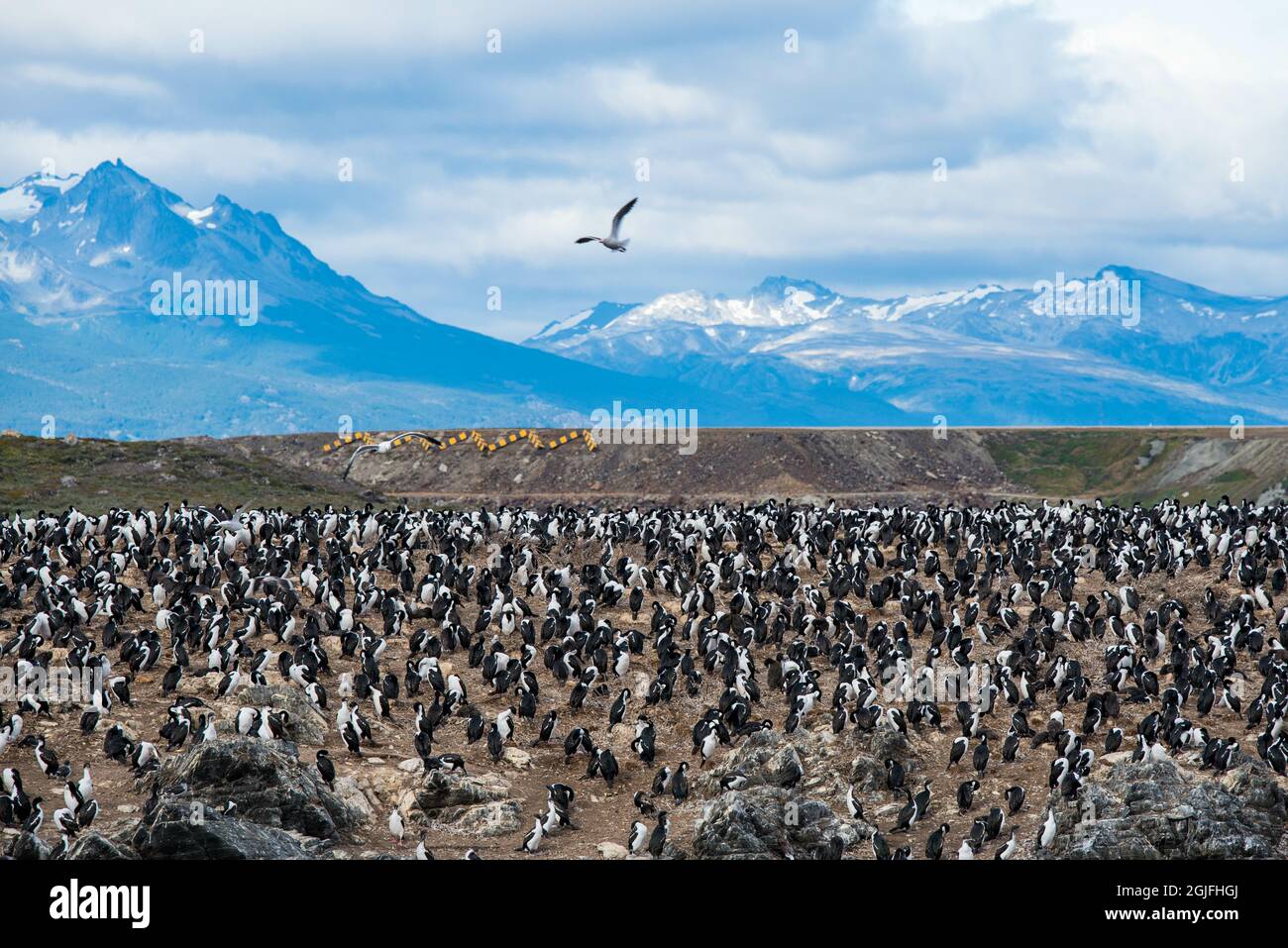 Cormorans (oiseaux de mer) à Ushuaia, Argentine, Patagonie, pays de feu Banque D'Images