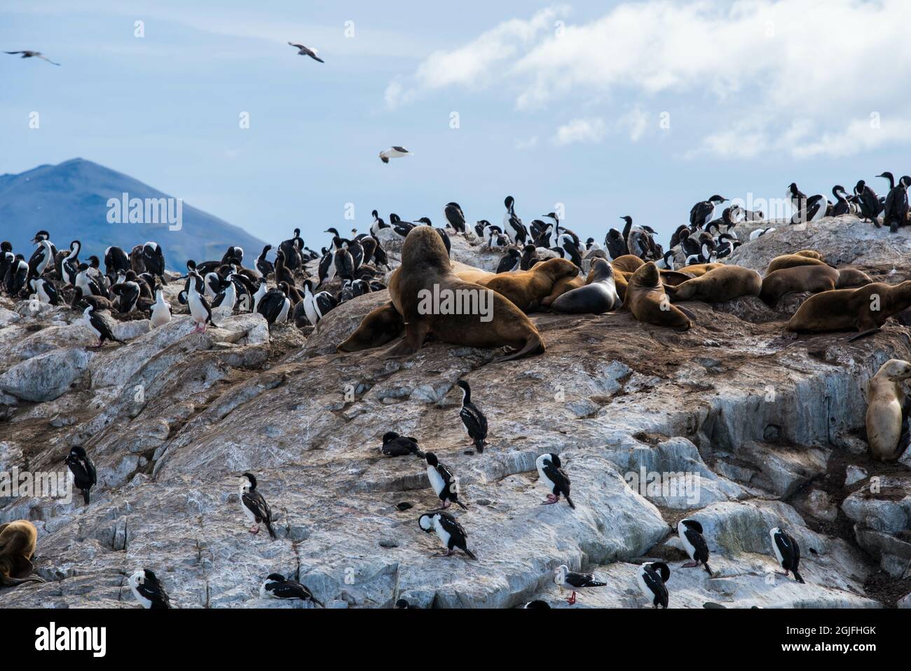 Île aux lions de mer à Ushuaia, Argentine, Patagonie, pays de feu Banque D'Images