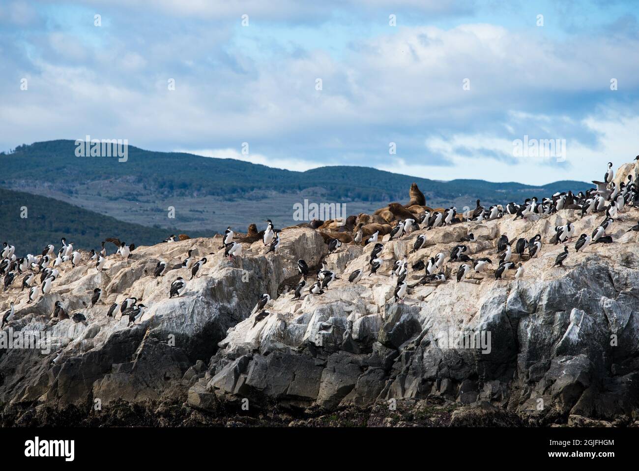 Île aux lions de mer à Ushuaia, Argentine, Patagonie, pays de feu Banque D'Images
