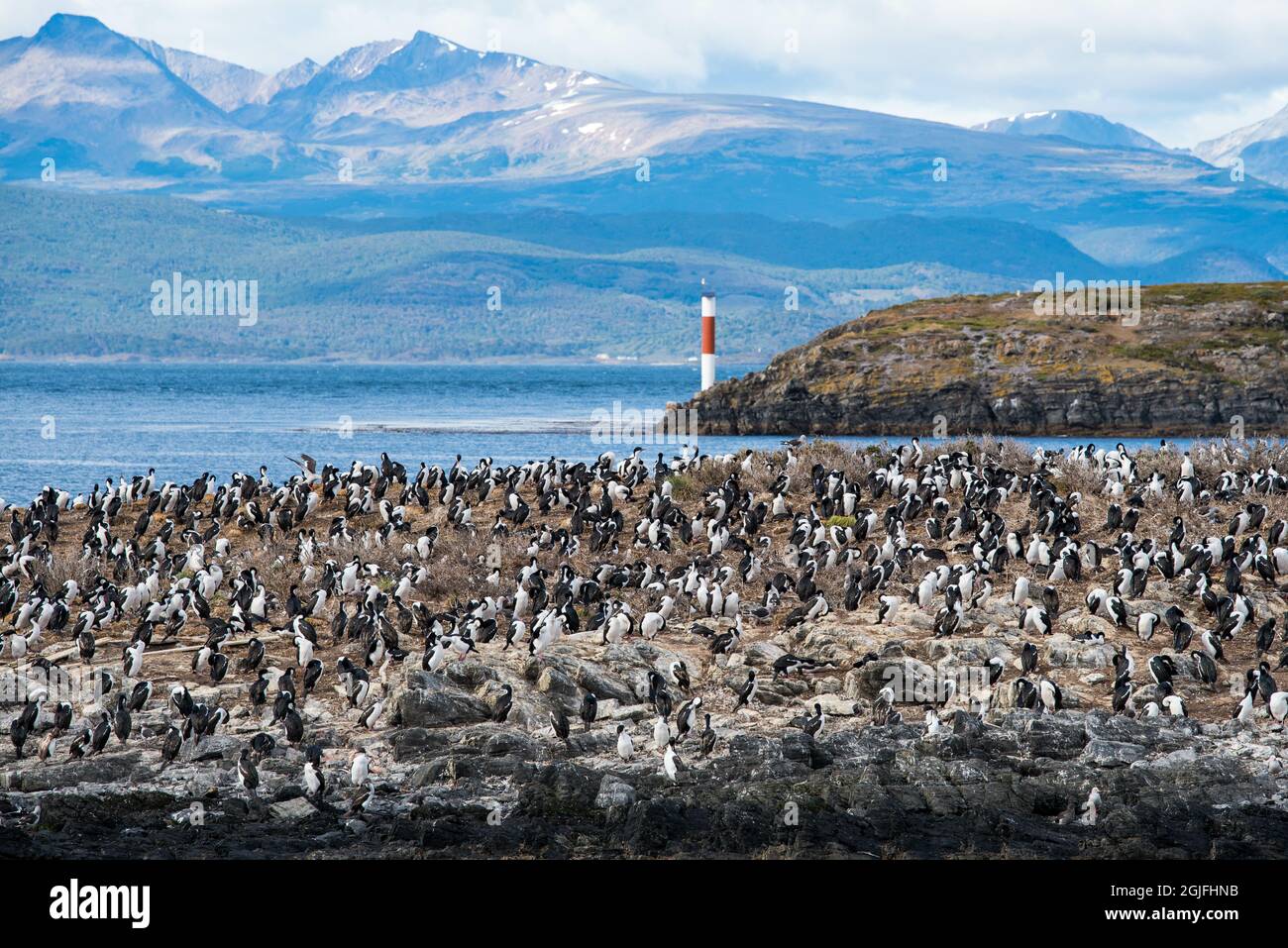 Cormorans (oiseaux de mer) et phare à Ushuaia, Argentine, Patagonie, pays de feu Banque D'Images