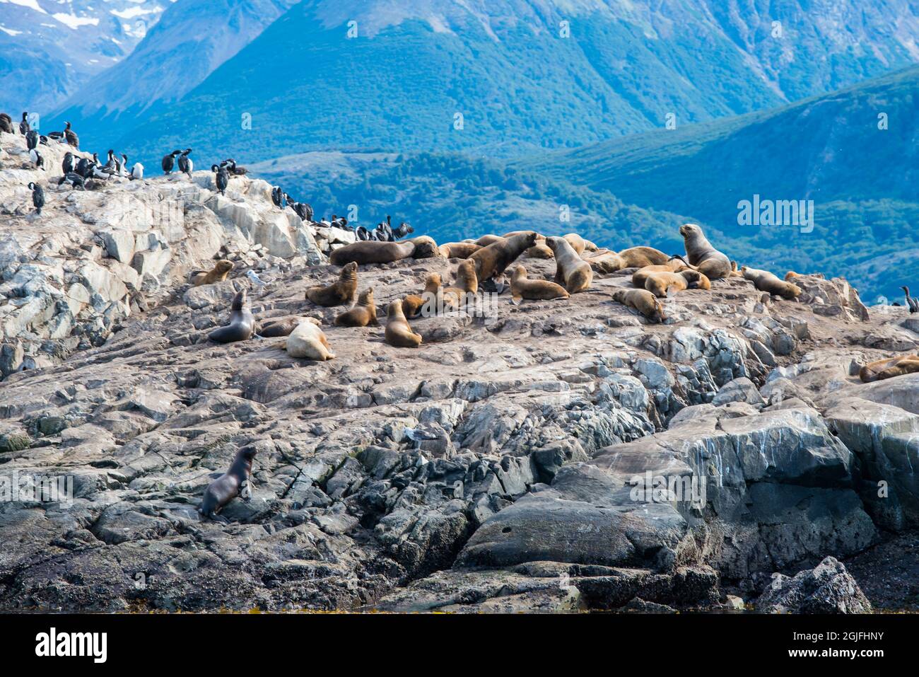 Île aux lions de mer à Ushuaia, Argentine, Patagonie, pays de feu Banque D'Images