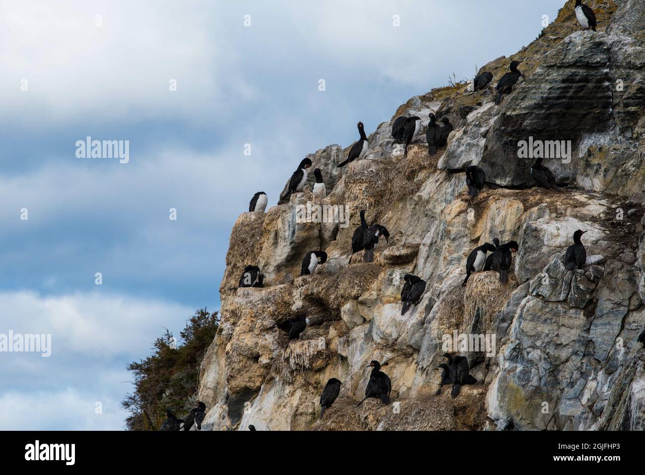 Cormorans (oiseaux de mer) à Ushuaia, Argentine, pays de feu Banque D'Images