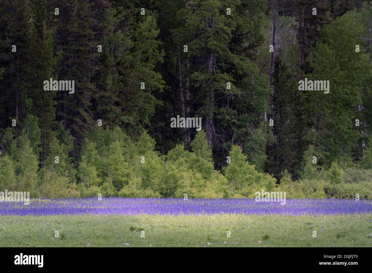 États-Unis, Wyoming, parc national de Grand Teton. Prairie avec fleurs sauvages bleu de camas. Banque D'Images