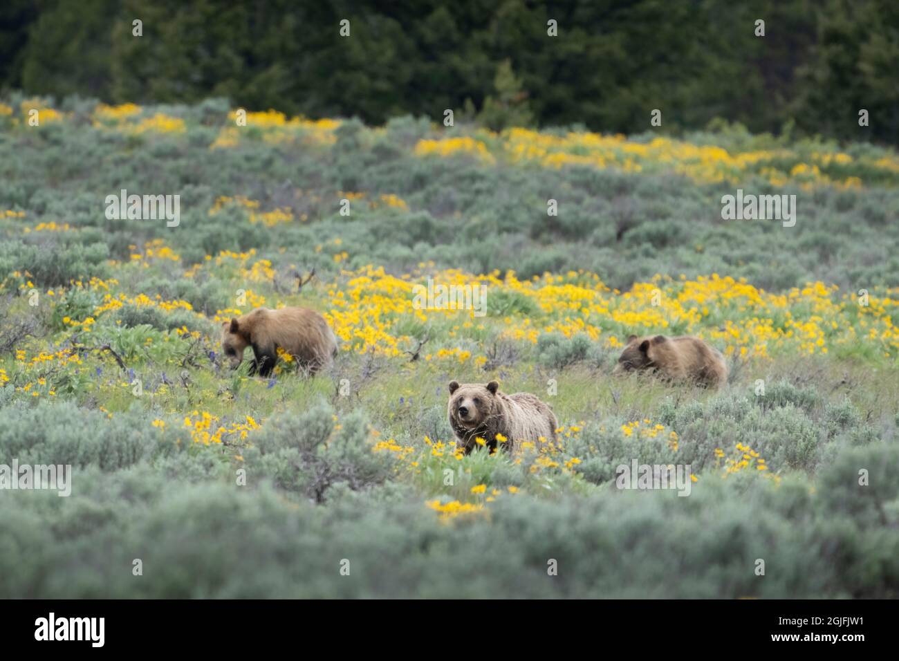 États-Unis, Wyoming, parc national de Grand Teton. Femelle grizzly ours mère avec des oursons d'un an. Banque D'Images