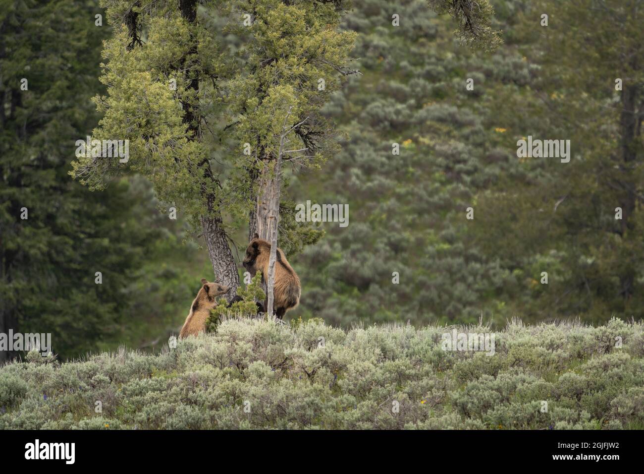 États-Unis, Wyoming, parc national de Grand Teton. Ours grizzli, un an, des petits grimpant sur un arbre. Banque D'Images