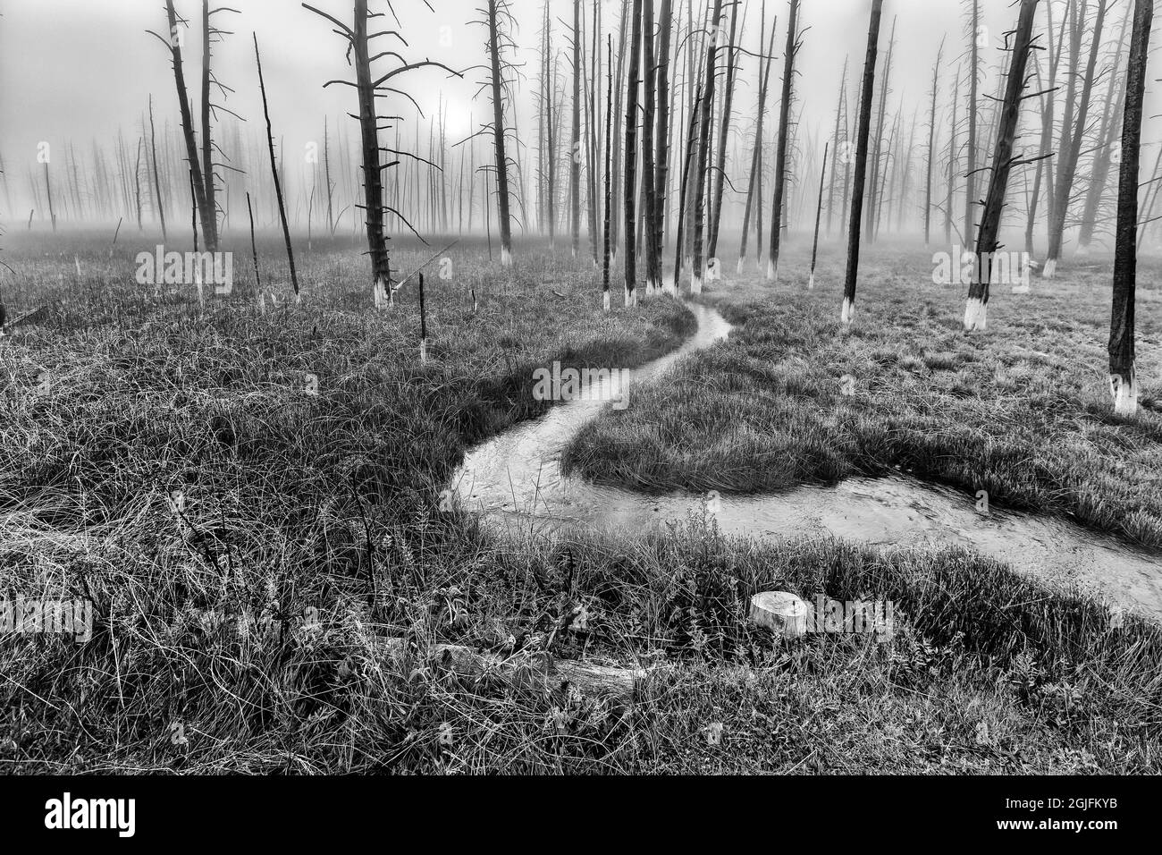 Le Parc National de Yellowstone, Wyoming Banque D'Images