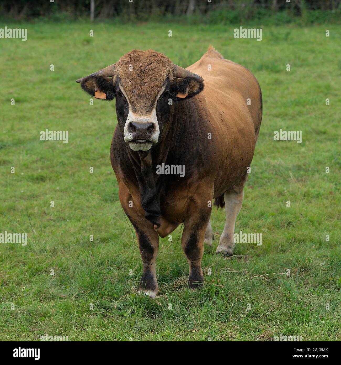Le jeune taureau brun d'Aubrac se reproduit dans sa prairie Banque D'Images