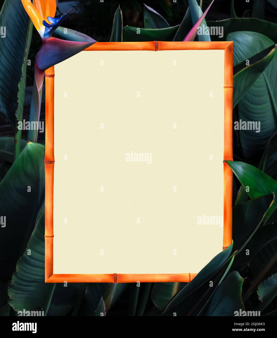 oiseau tropical coloré de la plante de paradis et cadre de bambou ou bordure avec toile centre copie espace et arrière-plan flou Banque D'Images