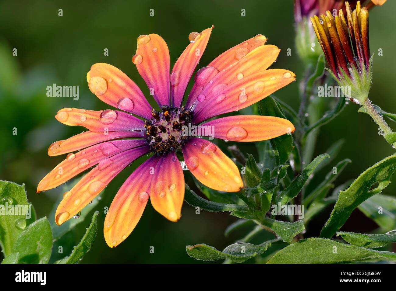 Daisy africaine - Osteospermum Violet Sun avec eau droplet1 Banque D'Images
