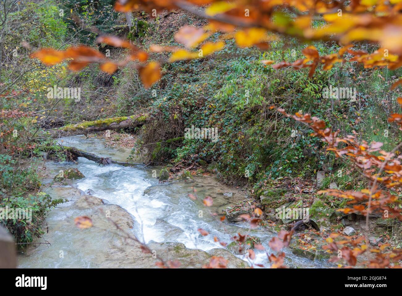 Vue rapprochée d'un cours d'eau au milieu d'une forêt avec des feuilles rougeâtres en automne. Banque D'Images