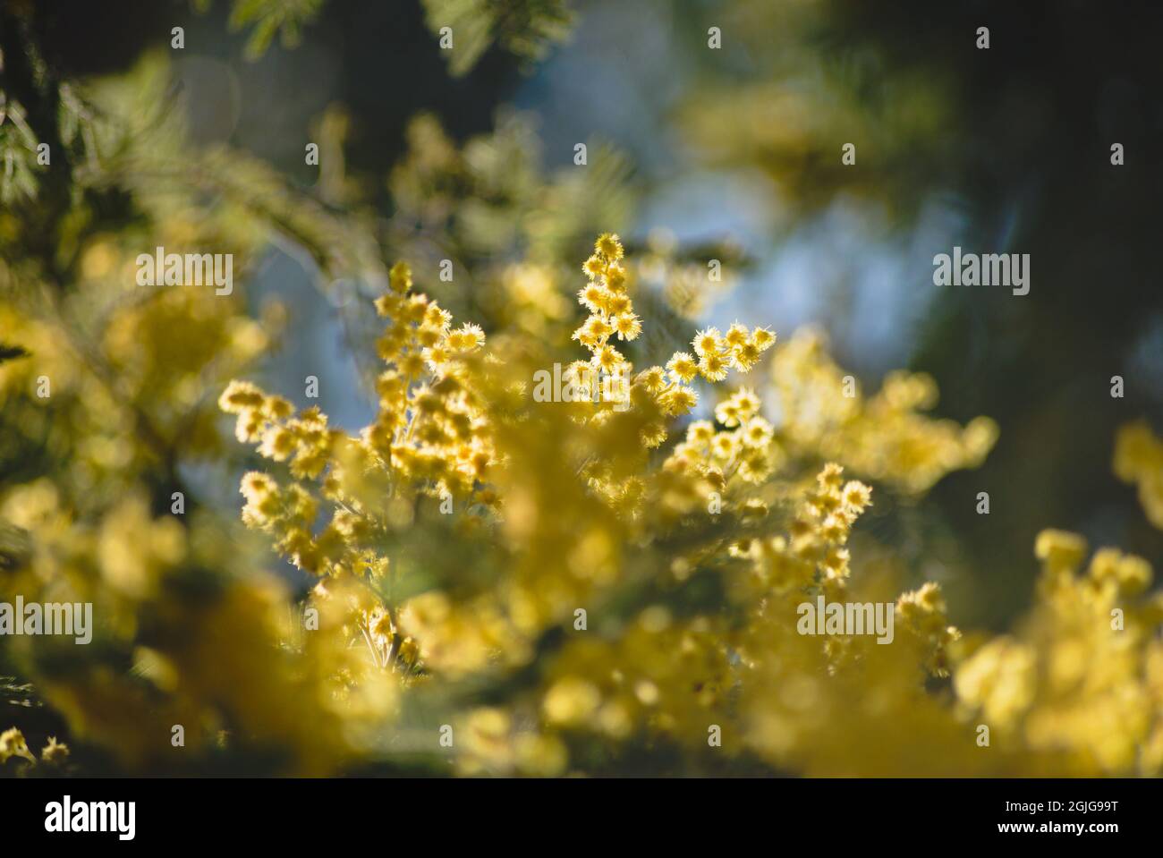 Gros plan sur les fleurs argentées Banque D'Images