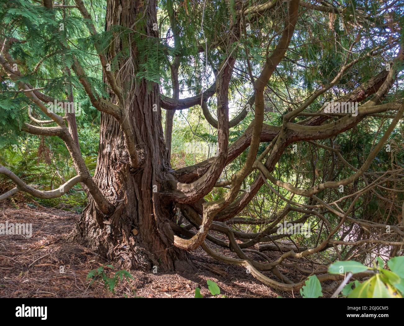 Forêt près de Berkeley, Californie, États-Unis Banque D'Images