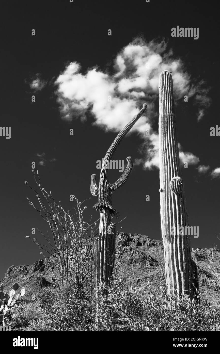 Deux cactus Saguaro en paysage désertique, image en noir et blanc Banque D'Images